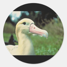 Short-tailed Albatross Round Stickers