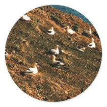 Short-tailed Albatross Stickers