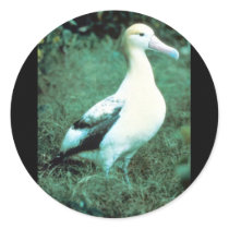 Short-tailed Albatross Sticker