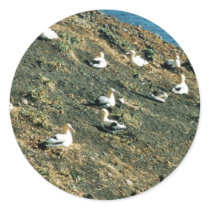 Short-tailed Albatross Round Stickers