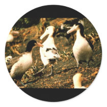 Short-tailed Albatross Round Stickers