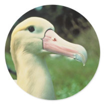Short-tailed Albatross Sticker