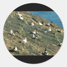 Short-tailed Albatross Sticker