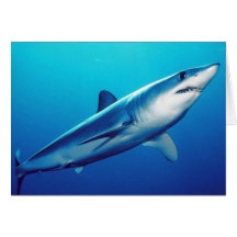 Shortfin Mako Shark Greeting Cards