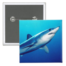 Shortfin Mako Shark Pinback Buttons