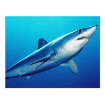 Shortfin Mako Shark Postcard
