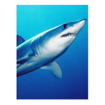 Shortfin Mako Shark Postcards