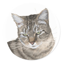 Shorthair Tabby Cat Head Study stickers