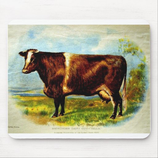 Shorthorn Dairy Cow Lithography 1904 Mousepads
