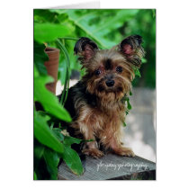Shortie, glorydaysphotography cards