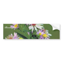 Short's Aster bumper stickers
