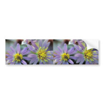 Short's Aster bumper stickers