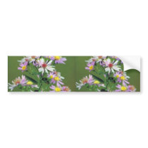 Short's Aster bumper stickers