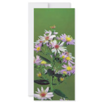 Short's Aster rack cards