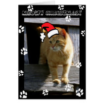 SHORTY5X7 christmas cards