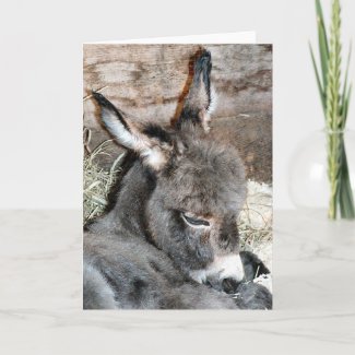 cute baby miniature donkey photo card