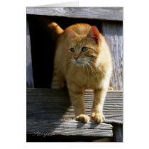 Shorty in the Barn Loft cards