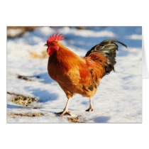 Shorty in the Snow cards