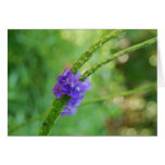 Shot of Purple Greeting Card