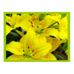 yellow, lilies, poster, lily, flowers, blooms,