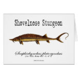 Shovelnose Sturgeon Product Cards