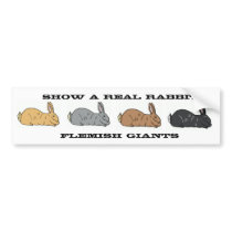 Show A Real Rabbit Flemish Giant Bumper Sticker bumper stickers