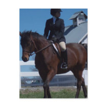 Show Horse Postcard