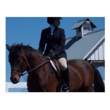 Show Horse Postcard