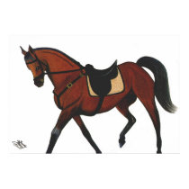 Show Horse