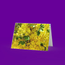 Shower Tree in Bloom - Maui cards