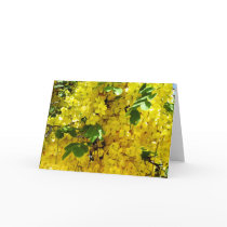 Shower Tree in Bloom - Maui cards by Maia Shower Tree in Bloom - Maui cards