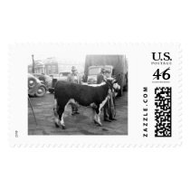 Showing Cattle on Courthouse Squar postage