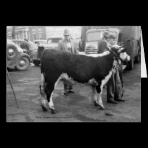 Showing Cattle on the Courthouse Square cards