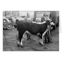 Showing Cattle on the Courthouse Square cards