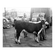 Showing Cattle on the Courthouse Square posters