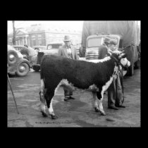 Showing Cattle on the Courthouse Square posters