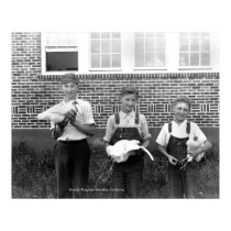 Showing Chickens at School posters