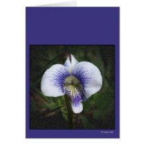 Shrinking Violet Perhaps? cards