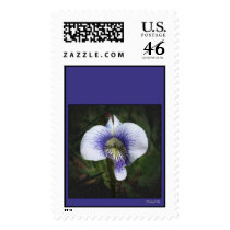 Shrinking Violet Perhaps? postage by StarLily Shrinking Violet Perhaps? postage