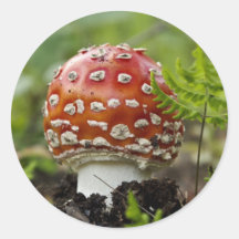 Shroom Round Sticker