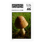 Shroom Stamp