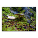 Shrooms Card by skphotos Shrooms Card
