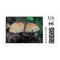 Shrooms postage by Photojunky Shrooms postage