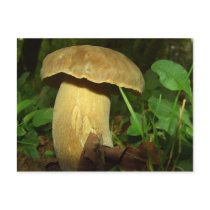Shrooms postcards