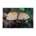 Shrooms posters by Photojunky Shrooms posters