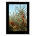 Shrub with Orange Berries cards