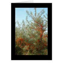 Shrub with Orange Berries cards