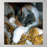 Shy Baby Poster
