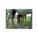 Shy Boy posters by Jenay Shy Boy posters
