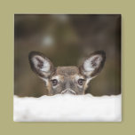 Shy deer - magnet magnets